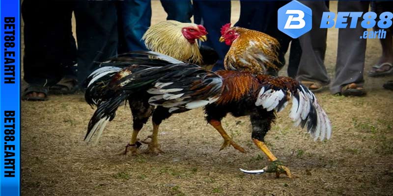 Kinh nghiệm cá độ đá gà cựa sắt được nhiều dân chơi chia sẻ